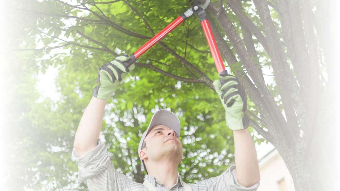 Tree Trimming and Pruning Services