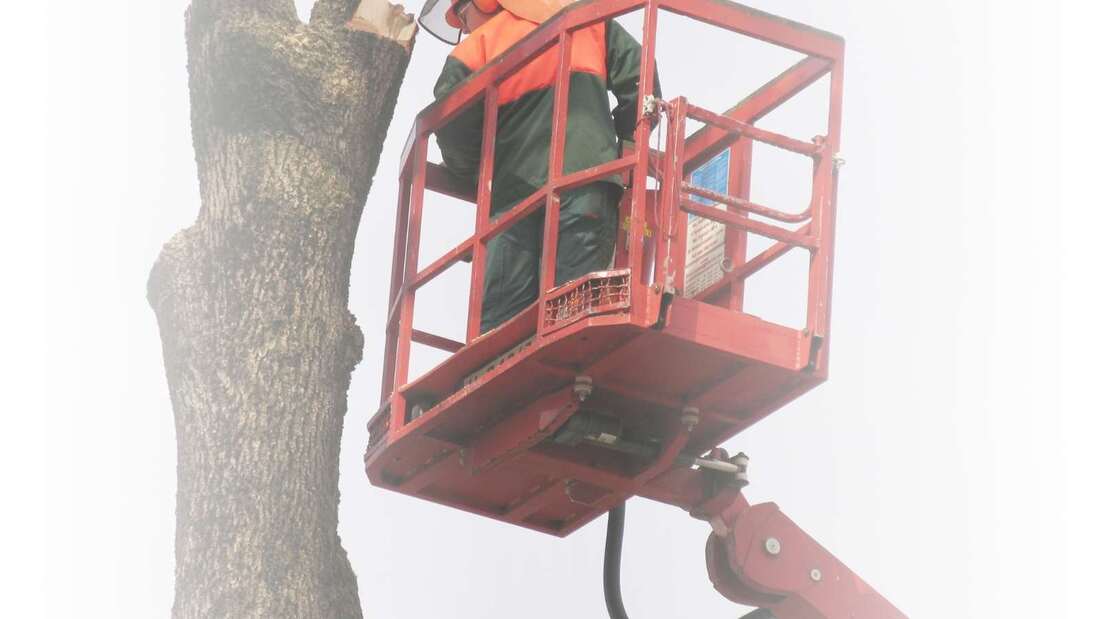 tree removal Pittsburgh PA